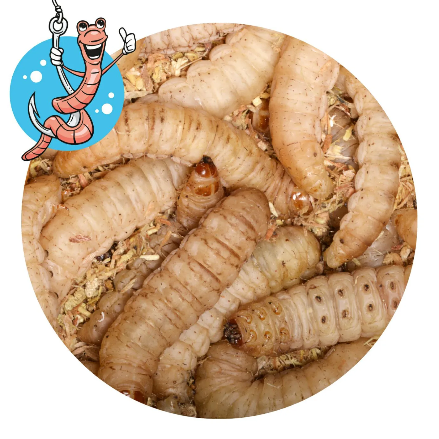 Forellenangeln-Zubehör|Forellenfutter & Forellenteige<Lebendköder (Bienenmaden, 40 Stk)