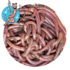 Lebendköder<Lebendköder (Tauwurm, 24 Stk.)