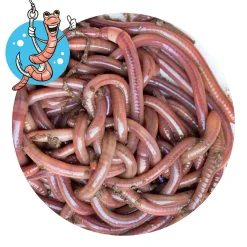 Lebendköder<Lebendköder (Tauwurm, 24 Stk.)