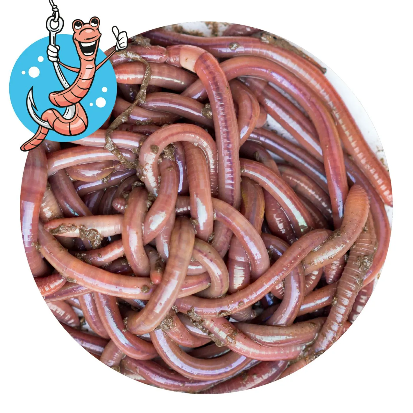 Lebendköder<Lebendköder (Tauwurm, 24 Stk.)