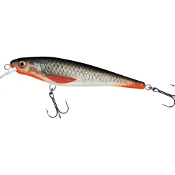 Hot Matze Koch Hechtschrecke (Clear Roach)