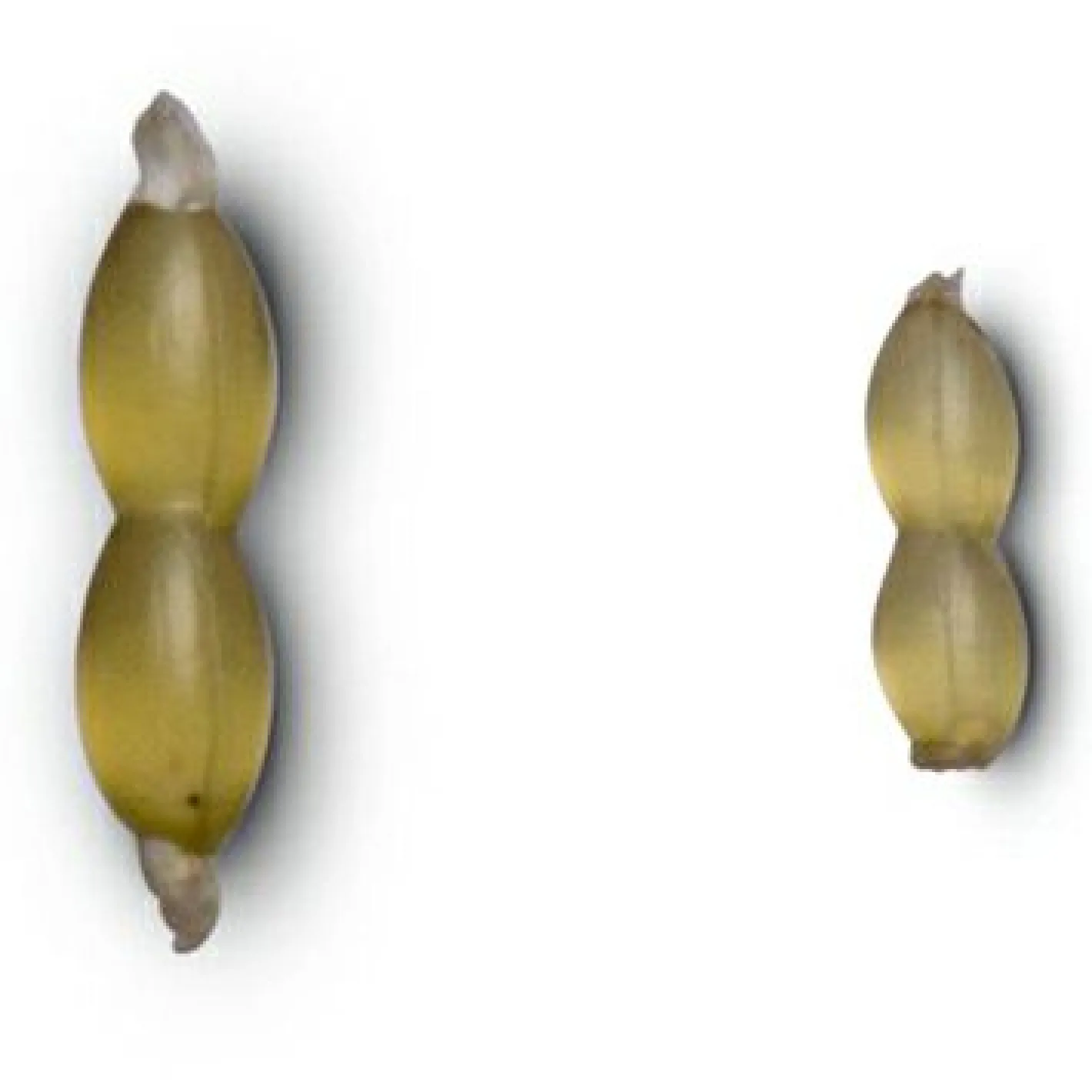Outlet Nash Hair Stops