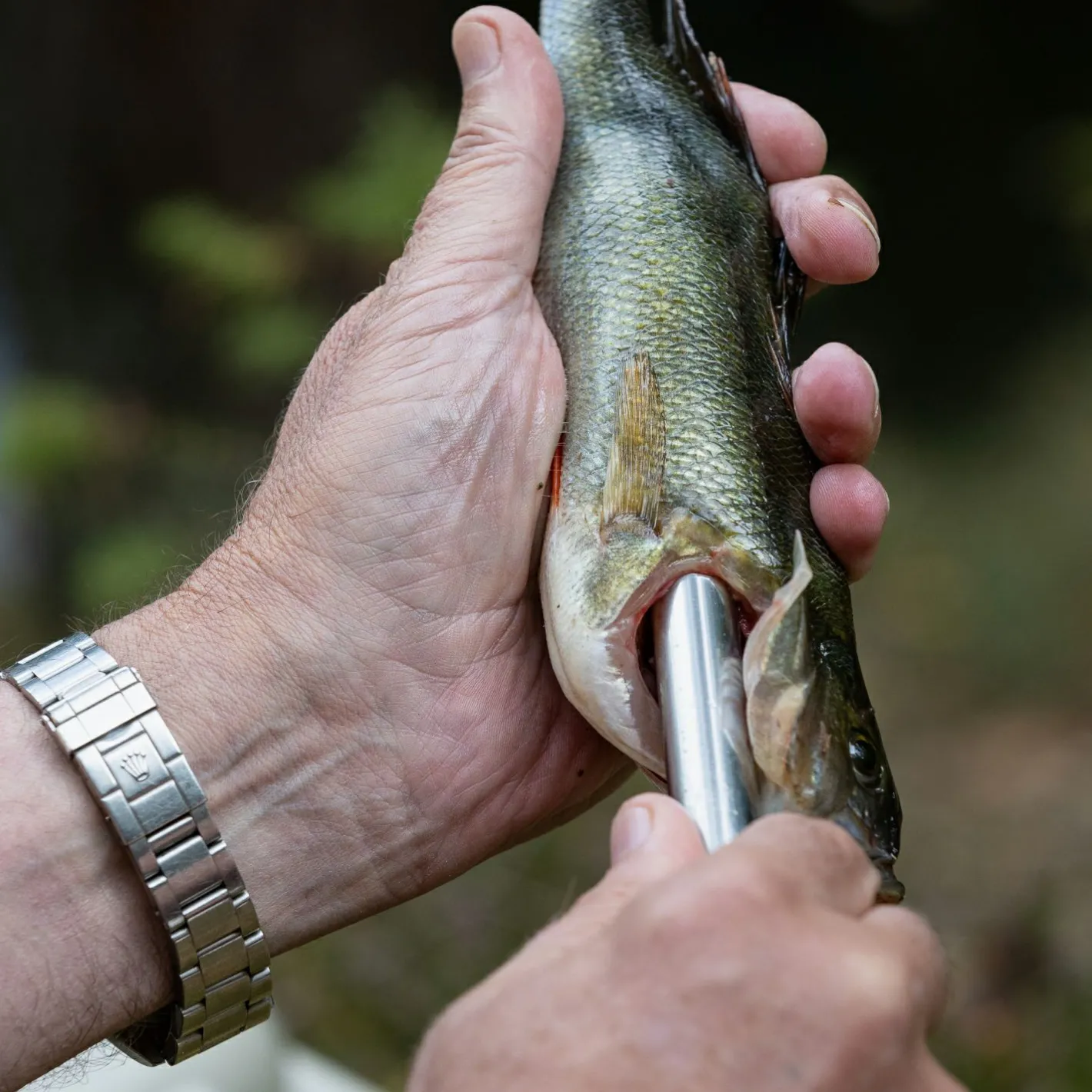 Hot Pulz Bait Gutter Tool
